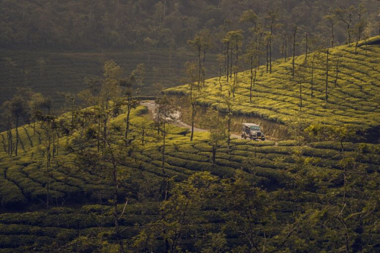 Serene view of tea plantations with a car on a road in Munnar, India.