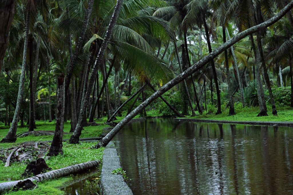 Serene tropical setting in Kochi, India, showcasing dense palm trees and calm water reflections.